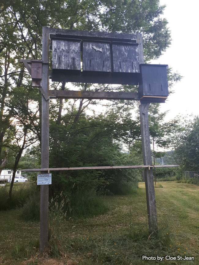 Bat boxes at Colony Farm