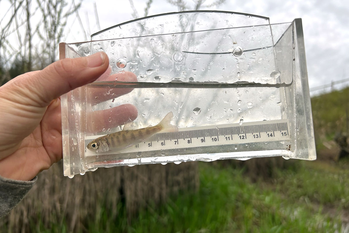 A juvenile coho salmon in a clear plastic container with water and a ruler, showing the fish is about 7.5 centimetres long.