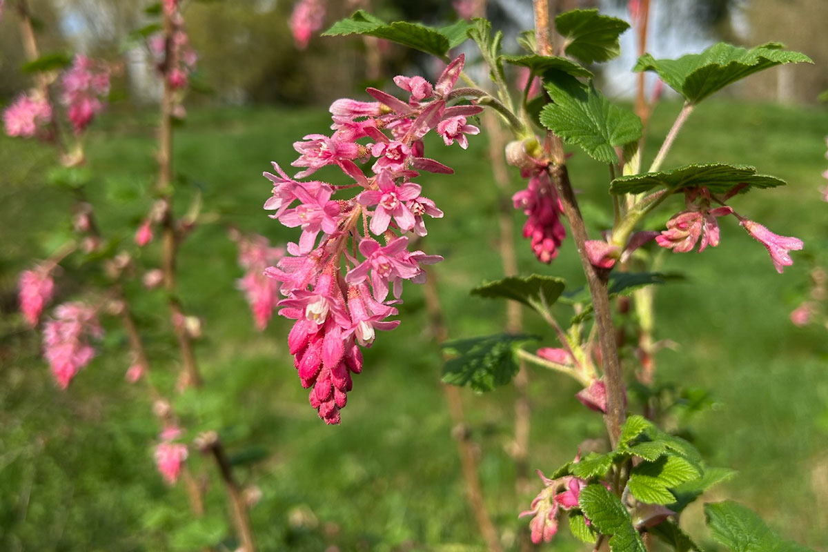 Close-up of the pink flowers blooming on a Red Currant, with a softly blurred outdoor background.