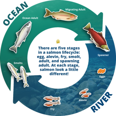 Salmon Lifecycle - Rivershed Society of BC