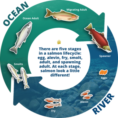 Thousands of wild Chinook Salmon eggs in the eyed egg stage of