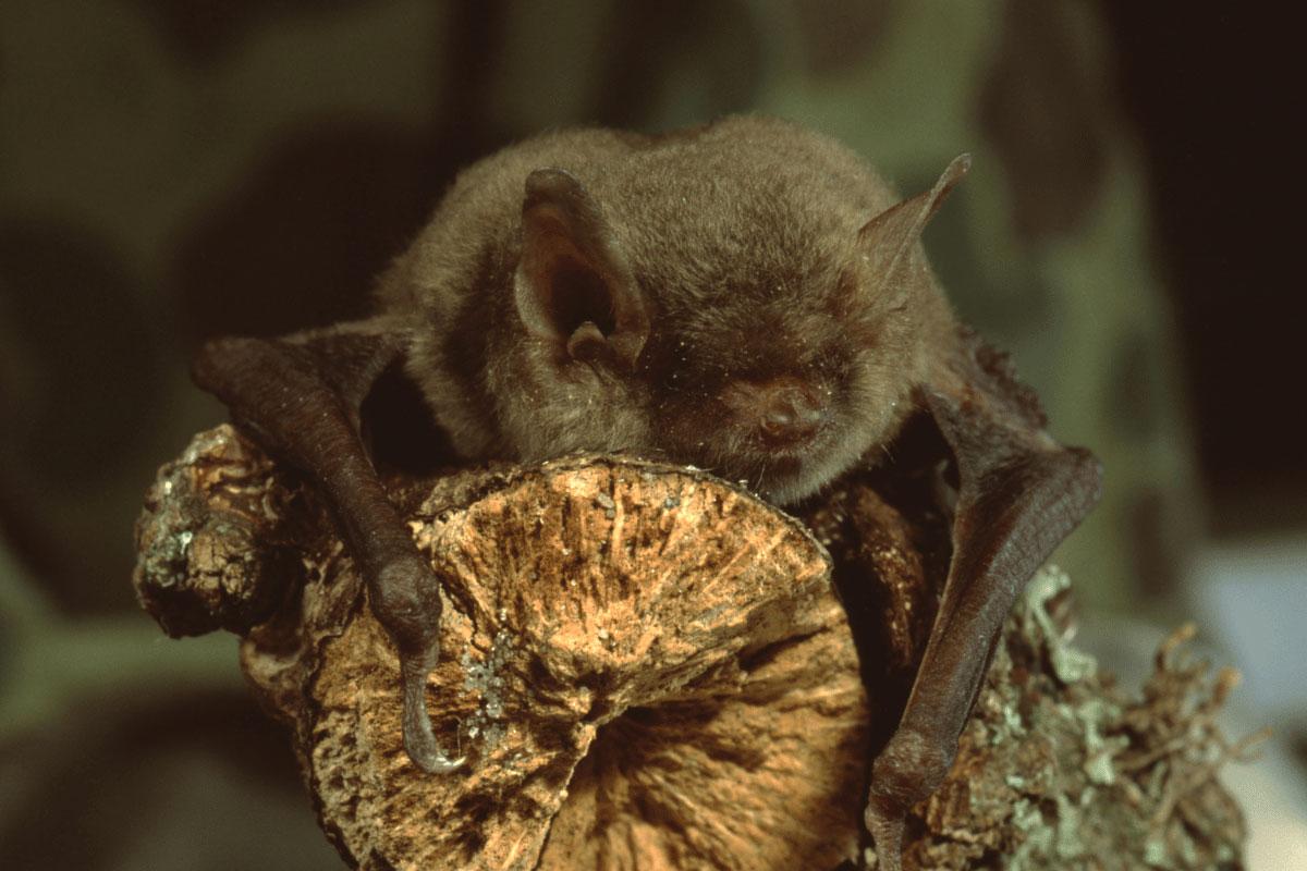 Image of a little brown bat that appears to be sleeping on a branch.