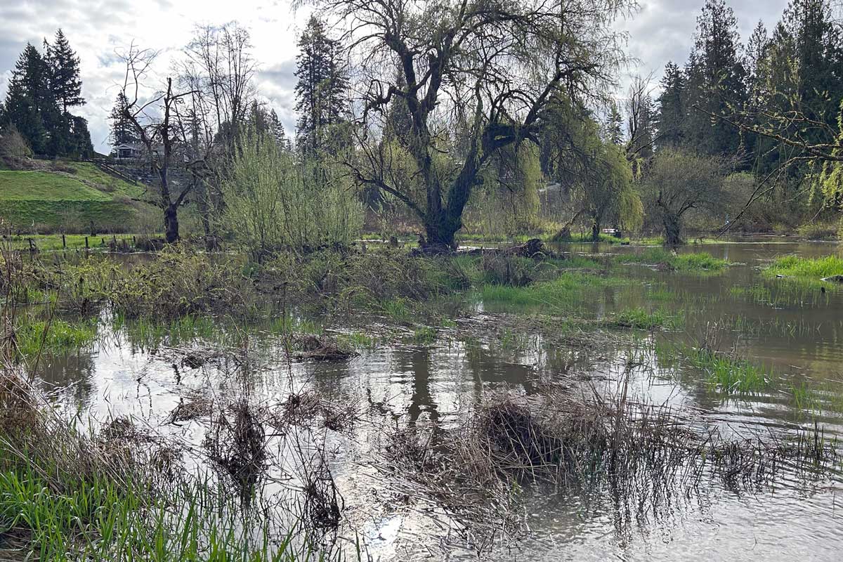 A flooded site along the sc̓e:ɬxʷəy̓əm Corridor with trees and shrubs reflected in the water under a partly cloudy sky