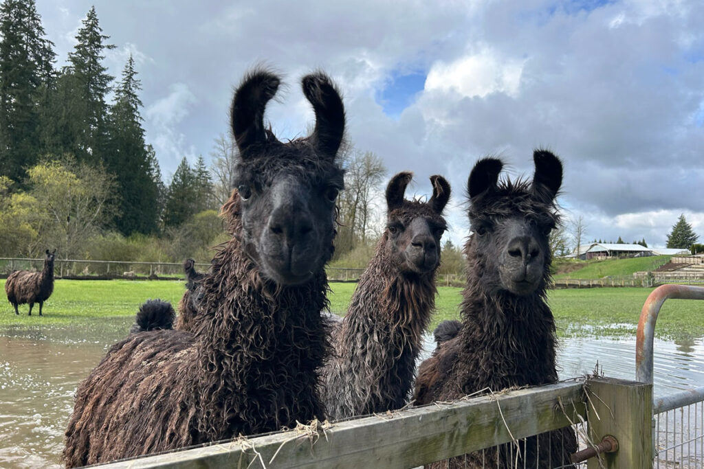 Three llamas standing behind a wooden fence in a flooded grassy area with trees and a cloudy sky in the background.