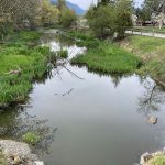 Before photo of Bell Slough in Chilliwack, BC