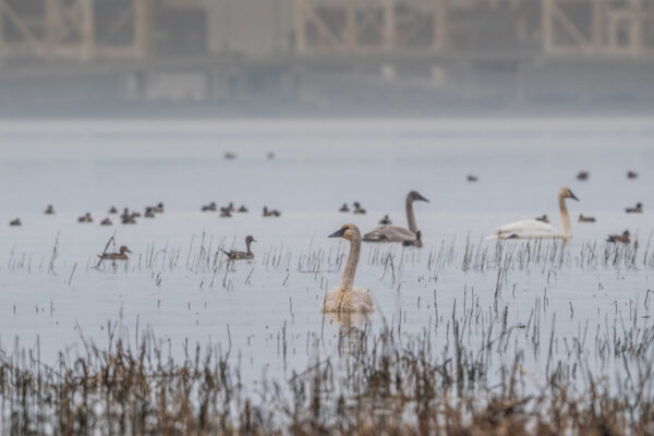 Dozens of birds in the grassy estuary where the Fraser River meets the Salish Sea.