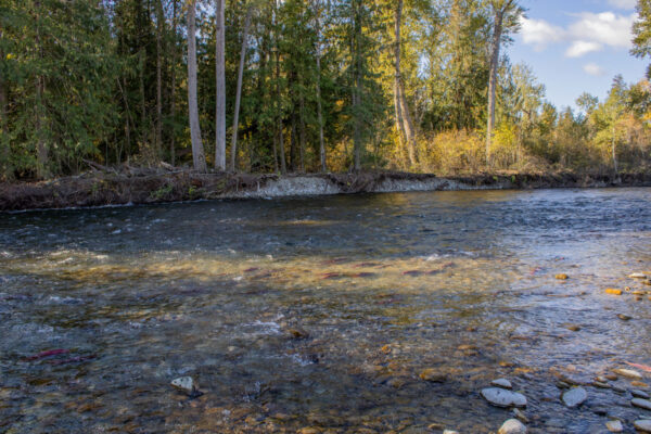 Spawning salmon in the Adams River.